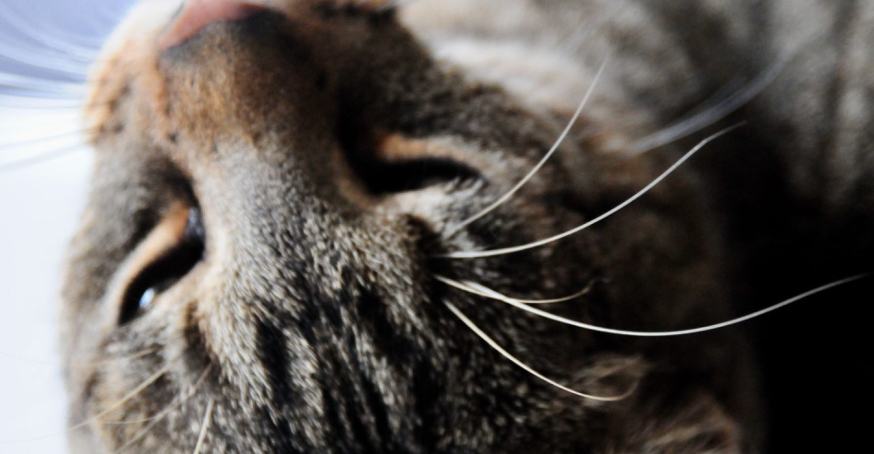 Katze der Tierärztin